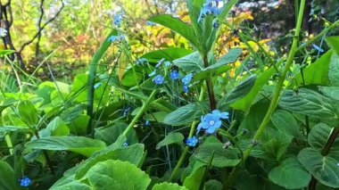 Myosotis sp., Odessa bahçesindeki bir bitkinin beş yaprağı ile birlikte küçük mavi çiçeklerin açması.