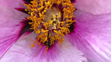 Ağaç şakayığı. Bahçede baharda pembe çiçekli, büyük, melez bir ağaç şakayığı çiçekleri.