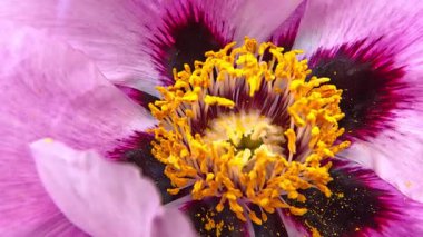 Ağaç şakayığı. Bahçede baharda pembe çiçekli, büyük, melez bir ağaç şakayığı çiçekleri.