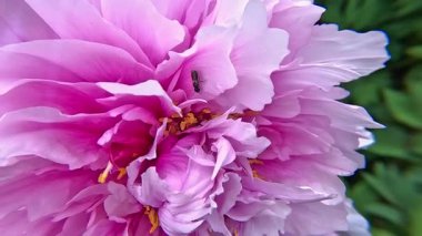 Ukrayna 'da bir bahçede, melez bir ağacın pembe yapraklı şakayığı üzerinde küçük bir yabani arı.