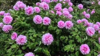 Çiçek açan çalılar, Melez ağaçlı şakayık, peeonia sp. Bahçede pembe çok yapraklı çifte çiçekler, Ukrayna