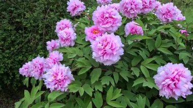Çiçek açan çalılar, Melez ağaçlı şakayık, peeonia sp. Bahçede pembe çok yapraklı çifte çiçekler, Ukrayna