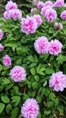 Çiçek açan çalılar, Melez ağaçlı şakayık, peeonia sp. Pembe çok yapraklı çifte çiçekli.