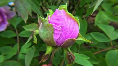 Ağaç şakayığı peeonia sp., Bahçede baharda pembe taç yaprakları olan büyük bir melez ağaç şakayığı çiçeği.