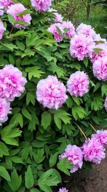 Çiçek açan çalılar, Melez ağaçlı şakayık, peeonia sp. Pembe çok yapraklı çifte çiçekli.