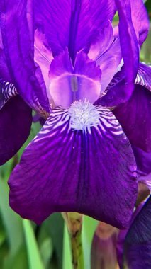 Mor çiçeklerle açan süslemeli süs çiçekleri Bahçede sarı pudingler, Odessa