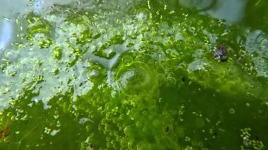 Bir su deposundaki oksijen sentezi, ışık gölündeki yeşil lifli yosunlar oksijen salıyor ve suyu hava kabarcıklarıyla dolduruyor.