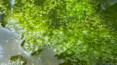 Bir su deposundaki oksijen sentezi, ışık gölündeki yeşil lifli yosunlar oksijen salıyor ve suyu hava kabarcıklarıyla dolduruyor.