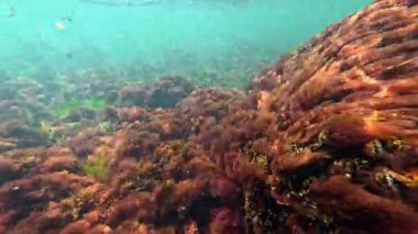 Yeşil alg seramium rubrum ve taşların üzerinde Porphyra, sallanan alg makrofitler, Karadeniz