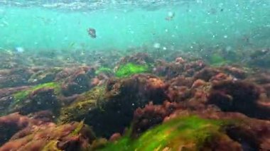 Yeşil alg seramium rubrum ve taşların üzerinde Porphyra, sallanan alg makrofitler, Karadeniz
