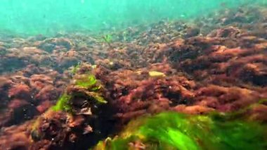 Yeşil alg seramium rubrum ve taşların üzerinde Porphyra, sallanan alg makrofitler, Karadeniz