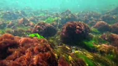 Yeşil alg seramium rubrum ve taşların üzerinde Porphyra, sallanan alg makrofitler, Karadeniz