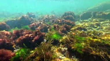 Yeşil alg seramium rubrum ve taşların üzerinde Porphyra, sallanan alg makrofitler, Karadeniz