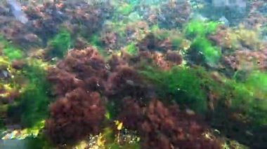 Karadeniz kıyısındaki kayalıklarda yetişen kırmızı ve yeşil algler, Odessa