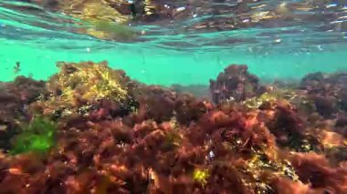 Odessa yakınlarındaki Karadeniz 'in dibinde kırmızı alg seramium rubonu büyür ve sallanır.