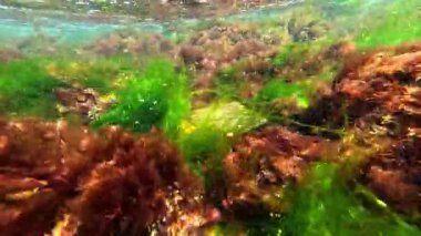 Karadeniz kıyısındaki kayalıklarda yetişen kırmızı ve yeşil algler, Odessa