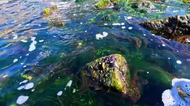 Kıyıya yakın taşlarda bulunan yeşil algler Enteromorpha (Ulva), Karadeniz 'de kaya yosunları, Odessa
