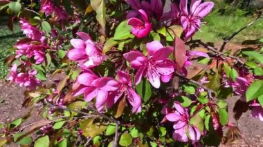 Malus Halliana - Ukrayna 'nın bahçesindeki süs elma ağacının çiçek açan kırmızı çiçek dalı