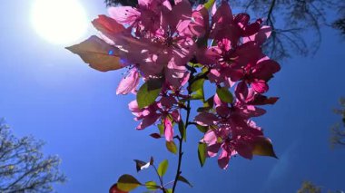 Malus Halliana, Ukrayna 'nın bahçesindeki süs elma ağacının çiçek açan kırmızı çiçekleri.