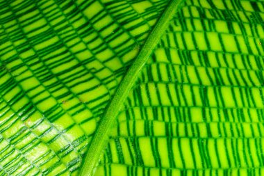 Calathea musaica, orijinal dikdörtgen renkte sarı-yeşil tonlarda.