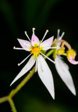 Sürünen saksafon, çilek saksafonu Saxifraga stolonifera, tropikal bir bitkinin asimetrik olarak düzenlenmiş orijinal çiçeği. 