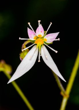 Sürünen saksafon, çilek saksafonu Saxifraga stolonifera, tropikal bir bitkinin asimetrik olarak düzenlenmiş orijinal çiçeği. 