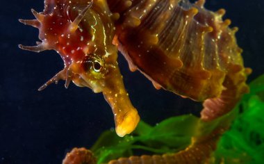 Uzun burunlu erkek deniz atı hipokampüsünün kıyıya yakın yeşil yosunların arasında saklanırken yan görüntüsü Karadeniz