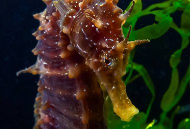 Uzun burunlu erkek deniz atı hipokampüsünün kıyıya yakın yeşil yosunların arasında saklanırken yan görüntüsü Karadeniz