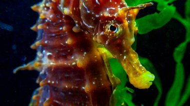Uzun burunlu erkek deniz atı hipokampüsünün kıyıya yakın yeşil yosunların arasında saklanırken yan görüntüsü Karadeniz