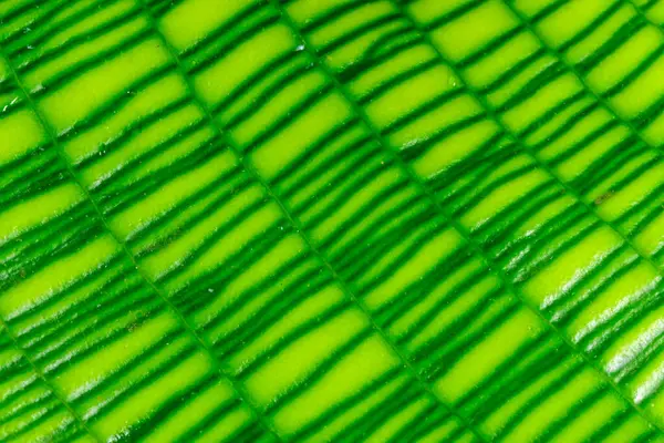 Calathea musaica, orijinal dikdörtgen renkte sarı-yeşil tonlarda.