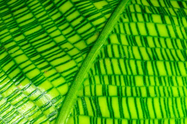 Calathea musaica, orijinal dikdörtgen renkte sarı-yeşil tonlarda.