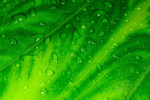 Botanik koleksiyonunda yetişen tropik bitki yaprağının üzerine bir damla su.