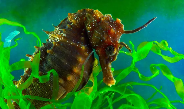 Uzun burunlu erkek deniz atı hipokampüsünün kıyıya yakın yeşil yosunların arasında saklanırken yan görüntüsü Karadeniz