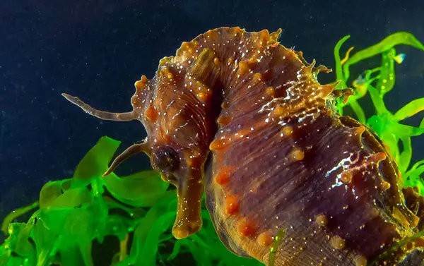 Uzun burunlu erkek deniz atı hipokampüsünün kıyıya yakın yeşil yosunların arasında saklanırken yan görüntüsü Karadeniz