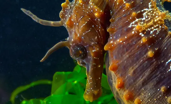 Uzun burunlu erkek deniz atı hipokampüsünün kıyıya yakın yeşil yosunların arasında saklanırken yan görüntüsü Karadeniz