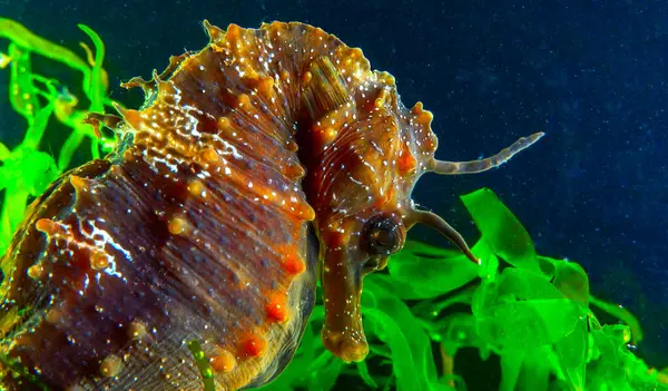 Uzun burunlu erkek deniz atı hipokampüsünün kıyıya yakın yeşil yosunların arasında saklanırken yan görüntüsü Karadeniz