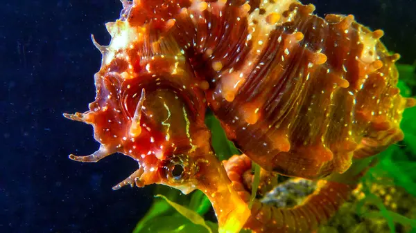 Uzun burunlu erkek deniz atı hipokampüsünün kıyıya yakın yeşil yosunların arasında saklanırken yan görüntüsü Karadeniz