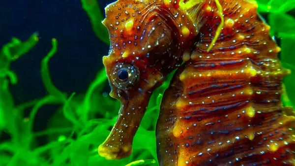 Karadeniz kıyısındaki yeşil yosunların arasında saklanan uzun burunlu deniz atı Hipokampüsünün yan görüntüsü.