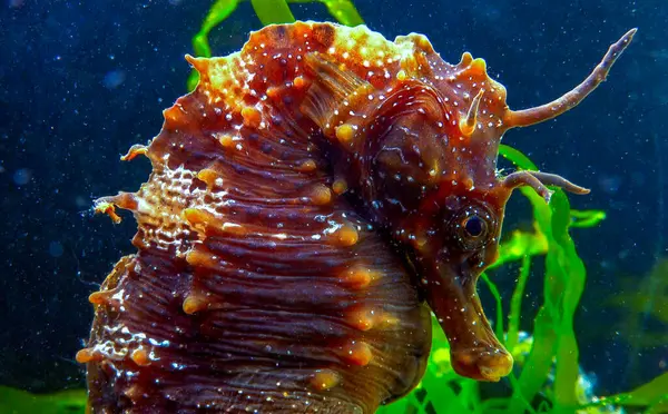 Uzun burunlu erkek deniz atı hipokampüsünün kıyıya yakın yeşil yosunların arasında saklanırken yan görüntüsü Karadeniz