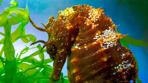 Uzun burunlu erkek deniz atı hipokampüsünün kıyıya yakın yeşil yosunların arasında saklanırken yan görüntüsü Karadeniz