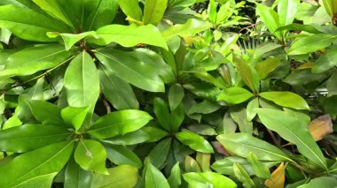 Myrsine lessertiana, Odessa bahçesindeki bir serada rüzgarda sallanan güzel tropikal bitki.