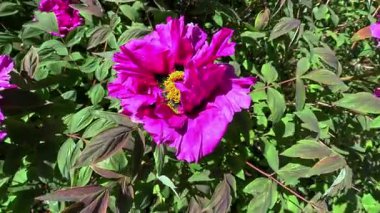 Kırmızı şakayık çiçeği Odessa 'daki bahçede rüzgarda sallanıyor.