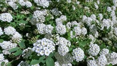 Spiraea sp., Ukrayna 'nın bahçesinde süslü bir çalılığın küçük beyaz çiçekleri olan cilt bakımı.