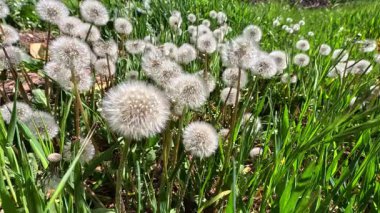 Yeşil çimenlerin arasında tüylü karahindiba tohumları, Ukrayna