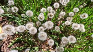 Yeşil çimenlerin arasında tüylü karahindiba tohumları, Ukrayna