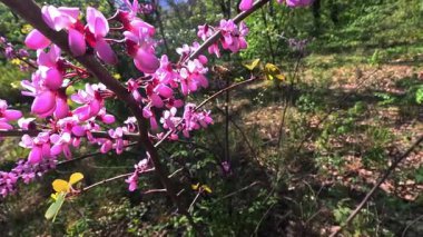 Bal arısı, Odessa 'da bir bahçede, Judas ağacında mor bir çiçek demeti üzerinde nektar toplar.