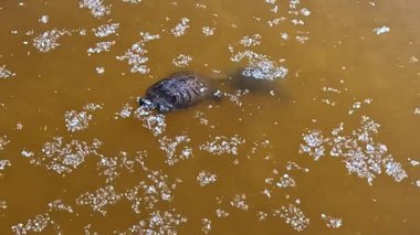 Trachemys scripta, vahşi kaplumbağa Ukrayna 'da yiyecek aramak için yüzey kavak kabuğu üzerinde yüzen sarı göl suyunda yüzer.