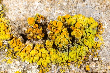 Xanthoria parietina, Karadeniz yakınlarındaki beton iskele duvarındaki diğer kabuklu kertenkeleler.