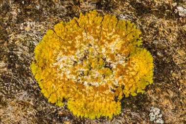 Xanthoria parietina, Karadeniz yakınlarındaki beton iskele duvarındaki diğer kabuklu kertenkeleler.
