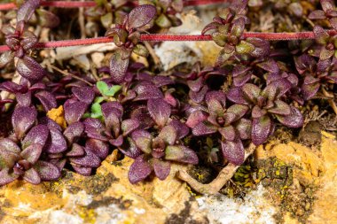 Breckland Thymus Serpilllum, ilkbaharda Karadeniz kıyısındaki doğal kayalıklarda güneş tarafından kırmızıya boyanmış bir bitki.